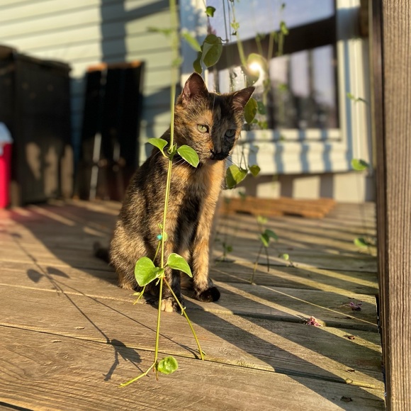 Meet your Posher, Shannon - Picture 2 of 3